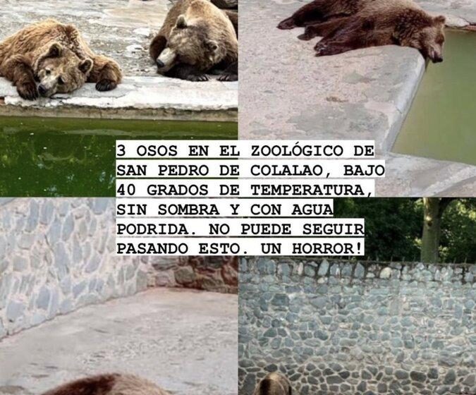  Piden cerrar el zoológico de San Pedro de Colalao por el mal estado de los osos