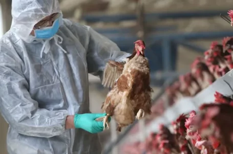 Desde dónde traen las aves la gripe aviar que llegó a la Argentina