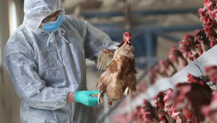  Desde dónde traen las aves la gripe aviar que llegó a la Argentina