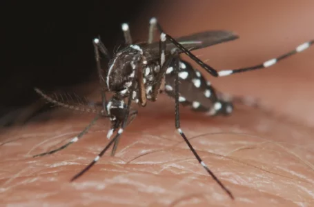 Los datos más importantes sobre el dengue en Tucumán, según una especialista