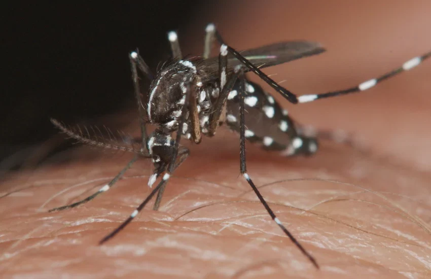  Dengue: a qué altura vuela y cuánto tiempo vive el mosquito transmisor