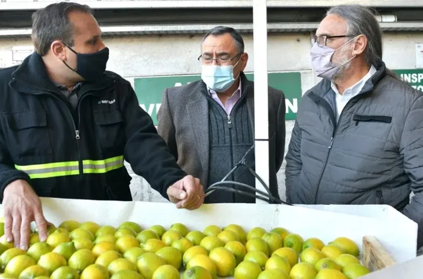  Llegó a Europa el primer embarque de limones orgánicos de Tucumán