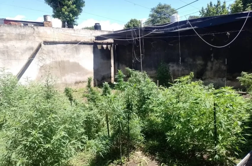  Hallan en Tafí Viejo un laboratorio de marihuana, más de 100 plantas y una fábrica de productos derivados