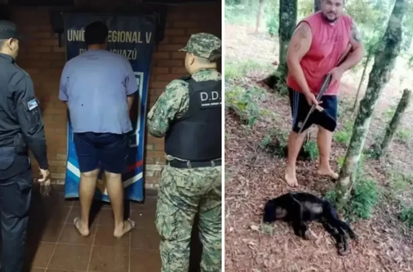  Mató a un mono en Misiones y lo publicó en redes: fue detenido y podría recibir una multa de 10 millones de pesos