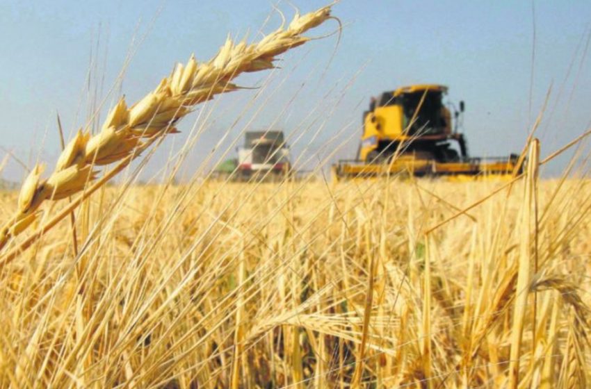  Expertos advierten que la sequía termino, pero los excesos de agua ponen en peligro la cosecha de trigo