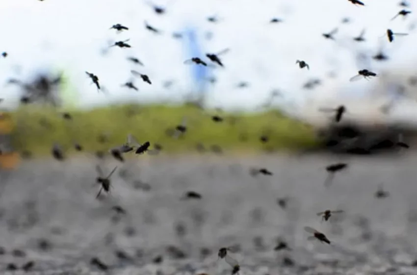  ¿Es posible una invasión de mosquitos en Tucumán? La explicación de una investigadora del Conicet