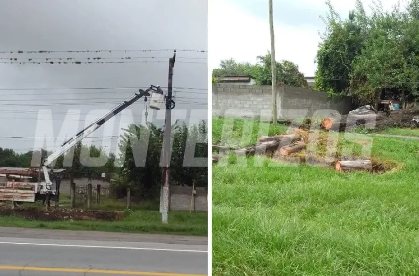  León Rougés se quedó sin luz ni agua por la caída de un enorme árbol