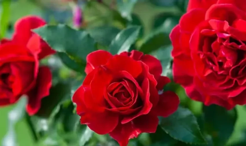  Cuál es el verdadero significado de sentir olor a rosas dentro de tu casa