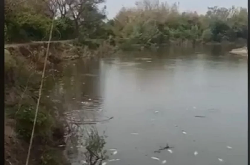  Investigan una mortandad de peces en el este tucumano