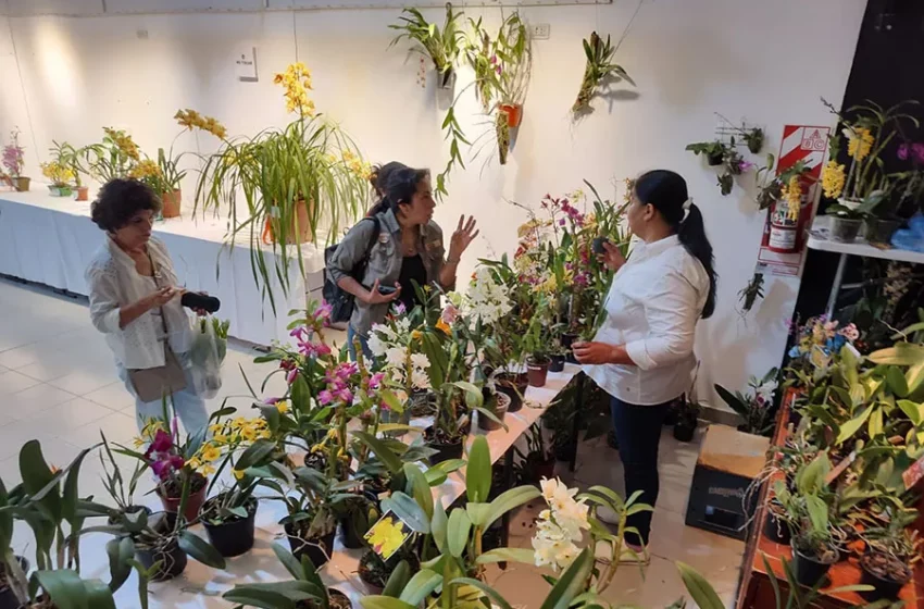  Se realizará la 21ª Exposición de Orquídeas en Yerba Buena