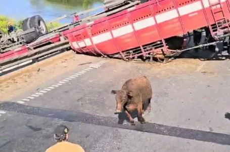 Un camión con hacienda volcó en la ruta 9 y un grupo de vecinos faenaron las vacas: “Ahora vamos a comer asado”