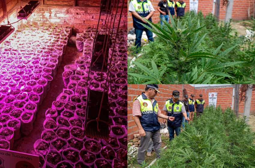  Tratan de ubicar al dueño de las 600 plantas de marihuana halladas en una misteriosa casa vacía