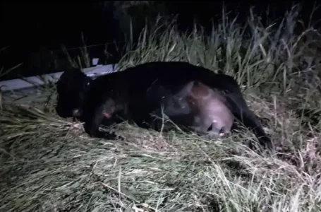 Tres tucumanos chocaron con su auto contra un animal que cruzó la ruta en Santiago del Estero