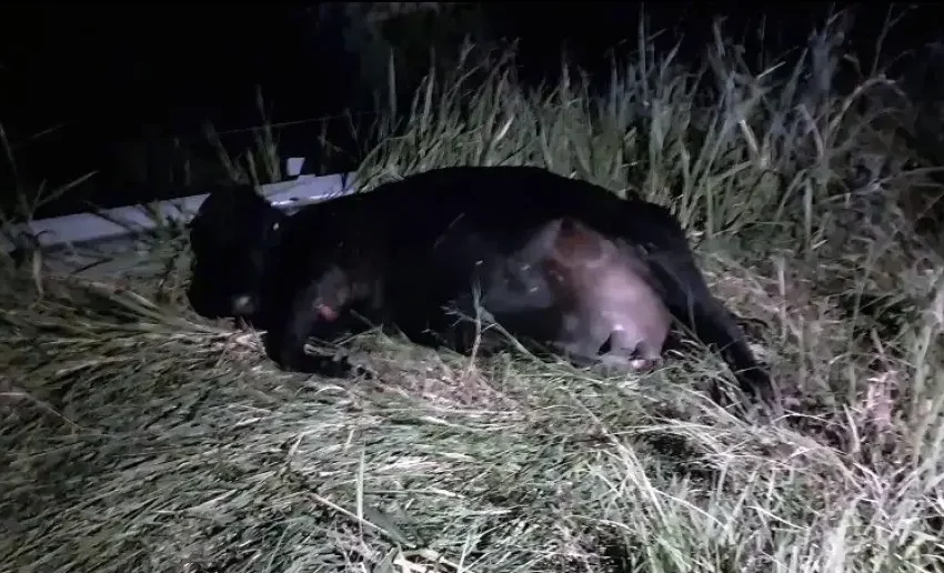  Tres tucumanos chocaron con su auto contra un animal que cruzó la ruta en Santiago del Estero