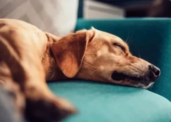 Dónde deben dormir los perros con las bajas temperaturas: lo que recomiendan los veterinarios