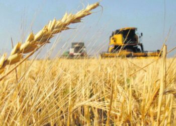 Las Bolsas de Cereales celebraron la prórroga de la baja de retenciones para trigo y cebada