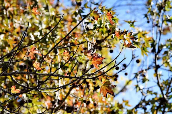 Fin de semana largo en Tucumán: el tiempo traerá lloviznas y sol en partes iguales