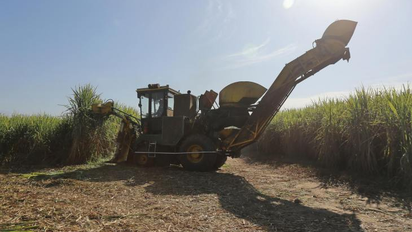 Avanza la zafra azucarera 2025 en el norte argentino: Tucumán lidera con récord de molienda