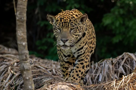 Nació el primer yaguareté silvestre en El Impenetrable: un hito para la conservación en el Chaco Seco