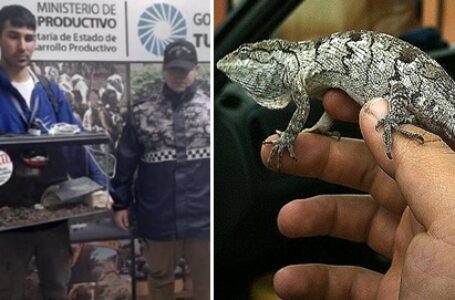 Descubren en un local de calle Córdoba al 600 la venta ilegal de un reptil en peligro de extinción