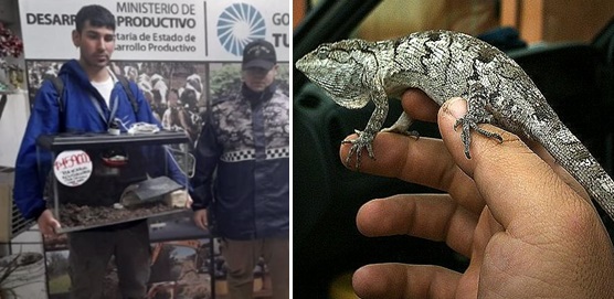 Descubren en un local de calle Córdoba al 600 la venta ilegal de un reptil en peligro de extinción