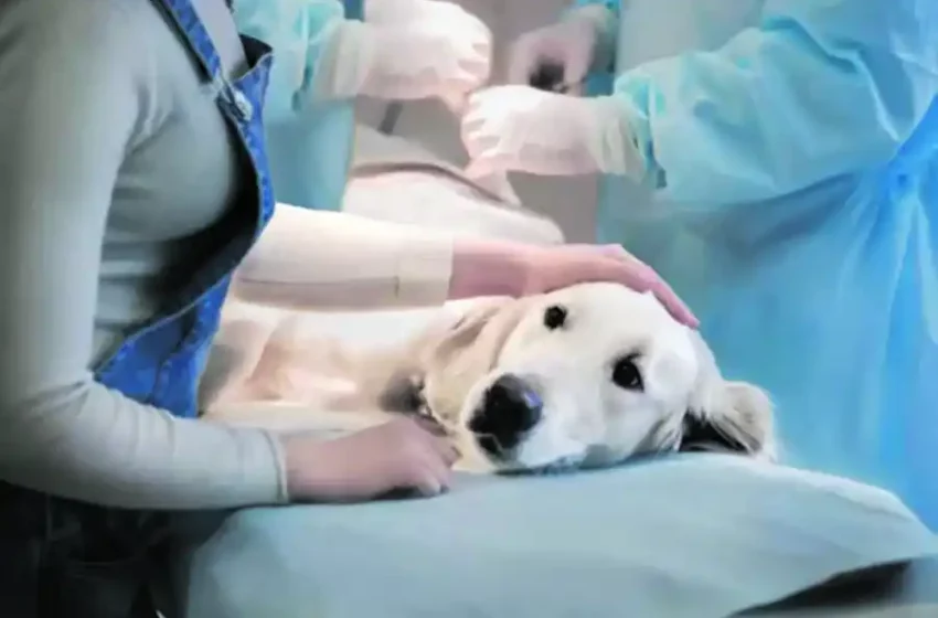  Castrar a tu mascota: respuestas claras para decidir con responsabilidad