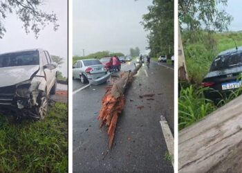 Alberdi: tres vehículos chocaron un enorme eucalipto que había caído por la tormenta en la Ruta 38