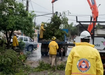 Tras el temporal, el Municipio desplegó un operativo integral por la caída de árboles