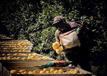 Trabajadores rurales aguardan el pago del Intercosecha y UATRE gestiona ante Nación