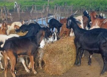 El Gobierno provincial refuerza la asistencia a productores en zonas inundadas