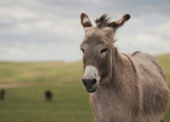 El Secretario de Producción se refirió sobre la comercialización de carne de burro
