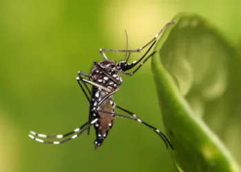 Día Mundial del Dengue: importancia de la prevención frente a una amenaza global en expansión