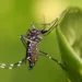 Día Mundial del Dengue: importancia de la prevención frente a una amenaza global en expansión