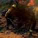 Salta: incendio forestal en Cafayate ya consumió cerca de 200 hectáreas