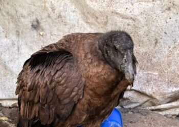 Asistieron a un cóndor andino caído en Chuscha