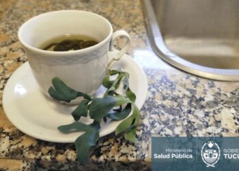 El ministerio de Salud recuerda que el té de ruda no está recomendado para niños, embarazadas ni adultos mayores