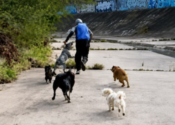 Una jauría de perros salvó a dos mujeres de un ataque sexual y detuvo a criminal de 13 años