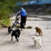 Una jauría de perros salvó a dos mujeres de un ataque sexual y detuvo a criminal de 13 años