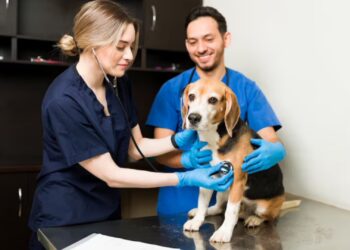 Día del Veterinario argentino: ¿por qué se conmemora hoy?