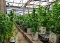 Bella Vista: una persecución derivó en el hallazgo de dos invernaderos con 194 plantas de marihuana