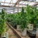 Bella Vista: una persecución derivó en el hallazgo de dos invernaderos con 194 plantas de marihuana