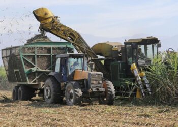 La molienda de caña alcanza los 16 millones de toneladas en Argentina
