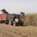 Con 143 días de molienda, Argentina supera los 18,3 millones de toneladas de caña