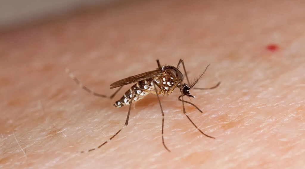 Cambio climático y salud: el doctor Miroli alerta sobre modificaciones genéticas en virus y vectores